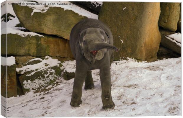Trumpeting Baby Elephant In The Snow Canvas Print by rawshutterbug 