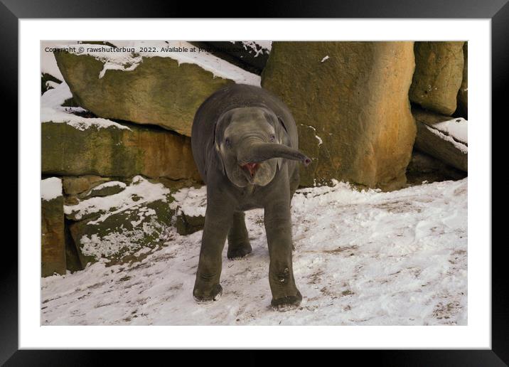 Trumpeting Baby Elephant In The Snow Framed Mounted Print by rawshutterbug 