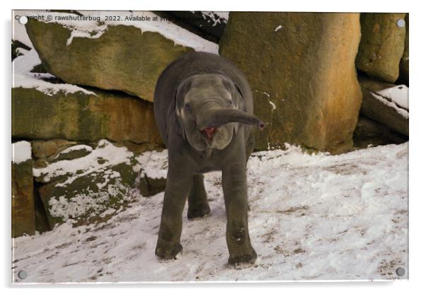 Trumpeting Baby Elephant In The Snow Acrylic by rawshutterbug 