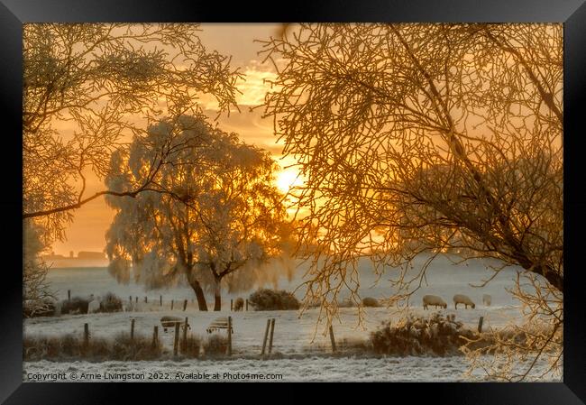 Misty Morning Sheep Framed Print by Arnie Livingston