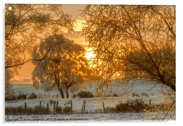 Misty Morning Sheep Acrylic by Arnie Livingston
