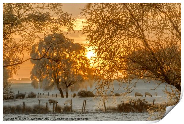 Misty Morning Sheep Print by Arnie Livingston