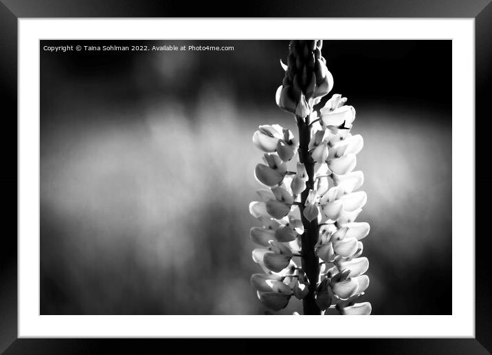 Wild Lupin Monochrome Framed Mounted Print by Taina Sohlman