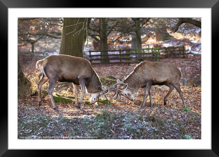 Red Deer Sparring  Framed Mounted Print by Ian Derry