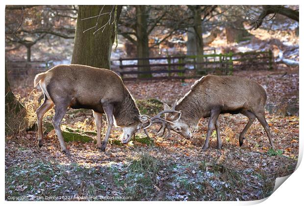 Red Deer Sparring  Print by Ian Derry