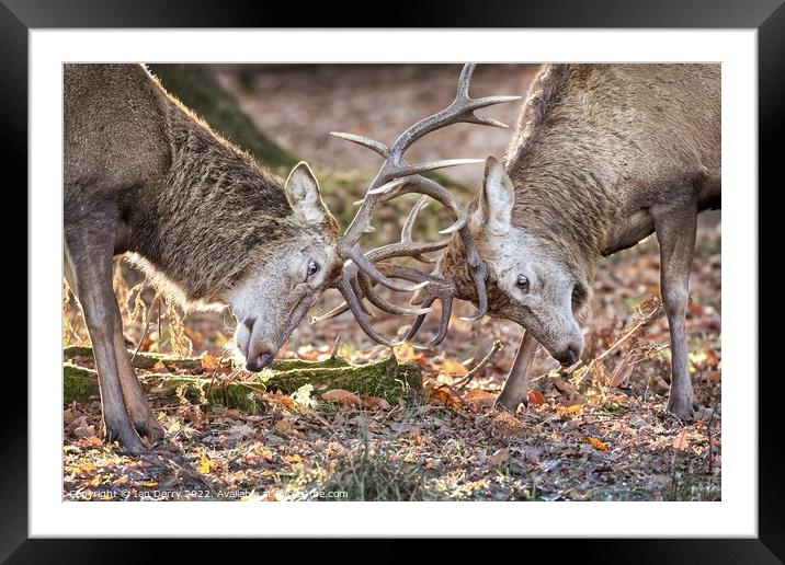 Red Deer Sparring 2 Framed Mounted Print by Ian Derry