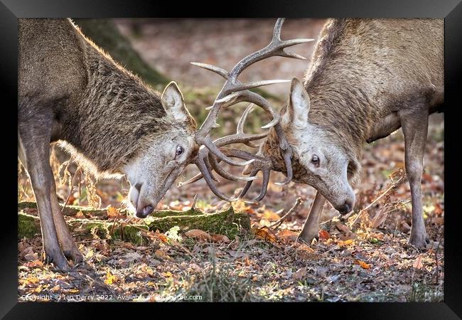 Red Deer Sparring 2 Framed Print by Ian Derry