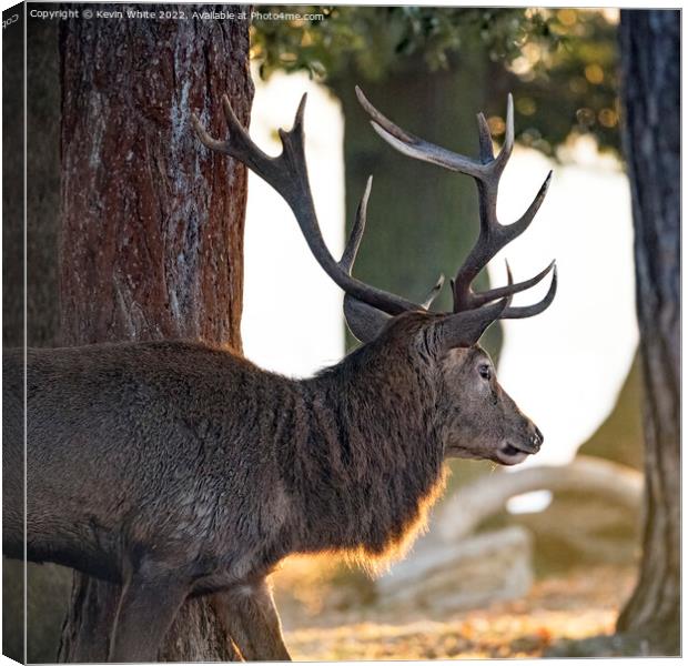 Stag catching the rising sunshine Canvas Print by Kevin White