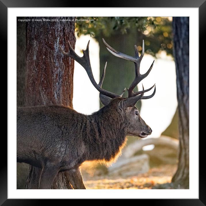 Stag catching the rising sunshine Framed Mounted Print by Kevin White