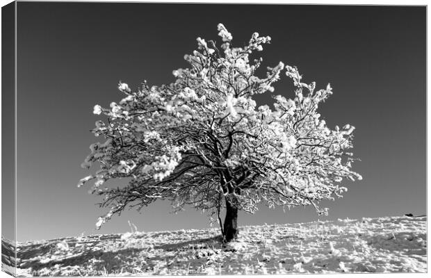 Frosted tree  In monochrome  Canvas Print by Simon Johnson