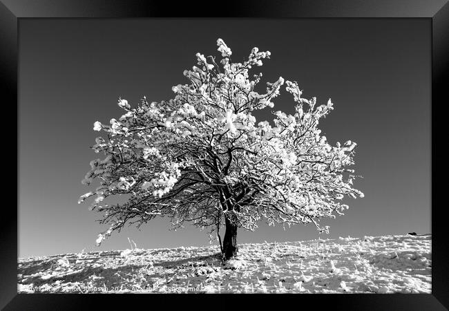 Frosted tree  In monochrome  Framed Print by Simon Johnson