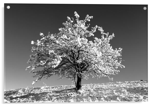 Frosted tree  In monochrome  Acrylic by Simon Johnson