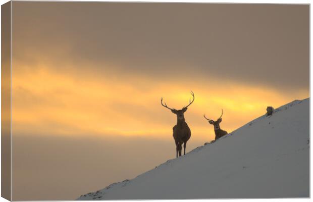 Winter Sunset in Strathglass Canvas Print by Macrae Images