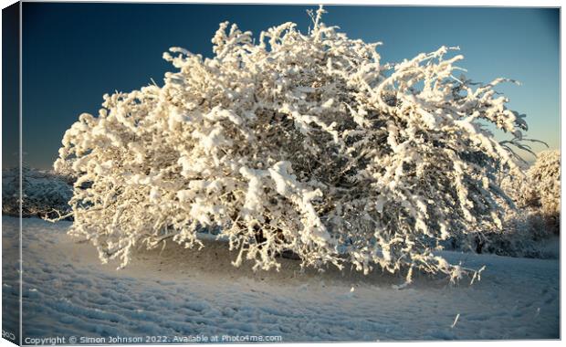 The snow bush Canvas Print by Simon Johnson