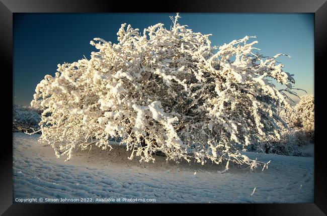 The snow bush Framed Print by Simon Johnson