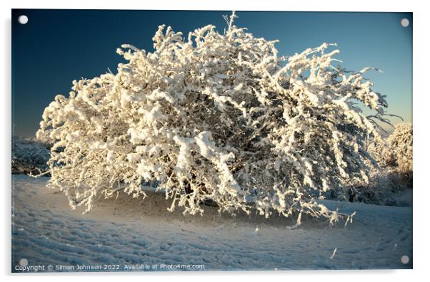 The snow bush Acrylic by Simon Johnson