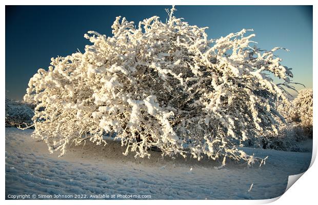 The snow bush Print by Simon Johnson