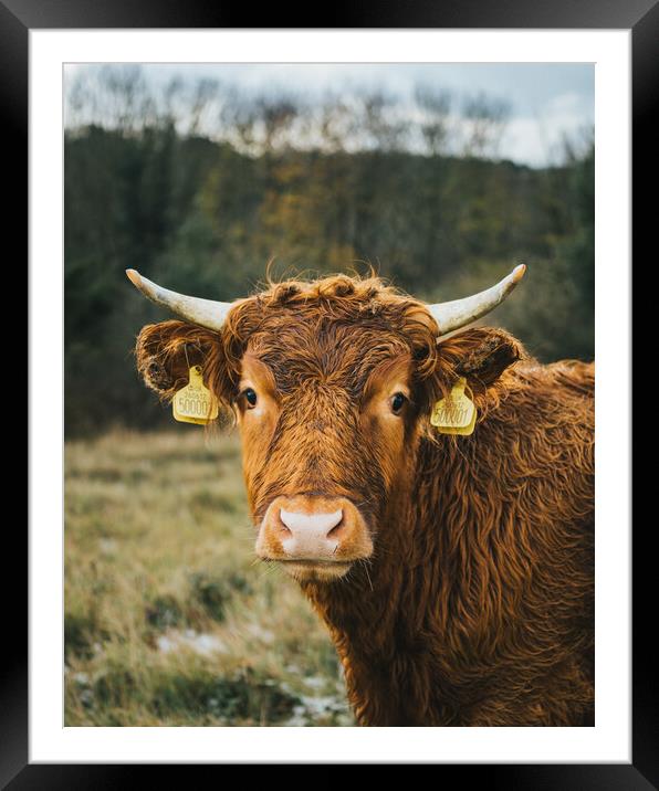 Cow on The Cliffs St Magrets At Cliffe  Framed Mounted Print by Billy McGarry