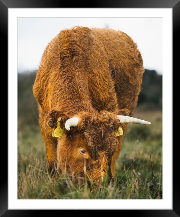 A Brown Cow Grazing  on The Cliffs St Magrets At Cliffe  Framed Mounted Print by Billy McGarry