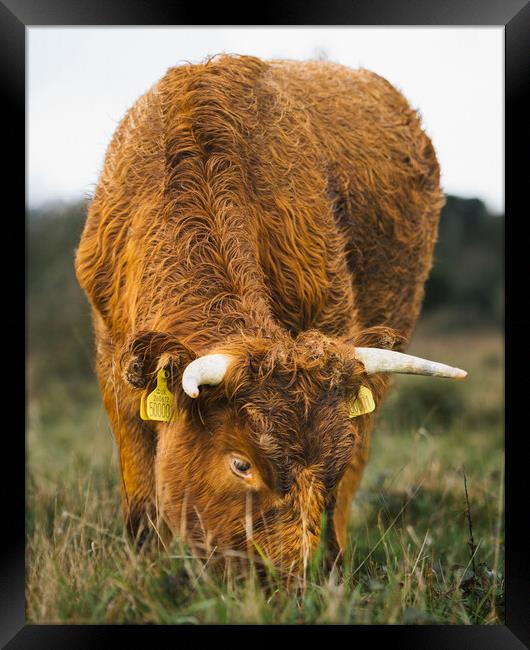 A Brown Cow Grazing  on The Cliffs St Magrets At Cliffe  Framed Print by Billy McGarry