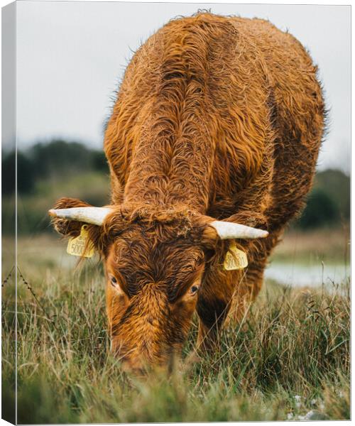A Brown Cow Grazing  on The Cliffs St Magrets At C Canvas Print by Billy McGarry