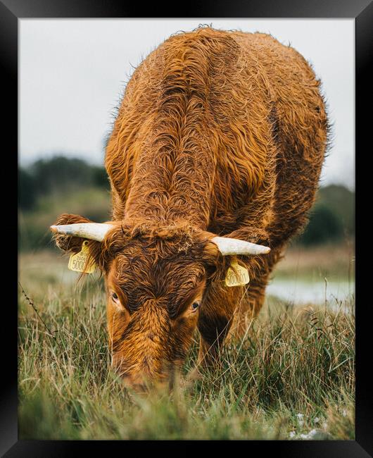 A Brown Cow Grazing  on The Cliffs St Magrets At C Framed Print by Billy McGarry