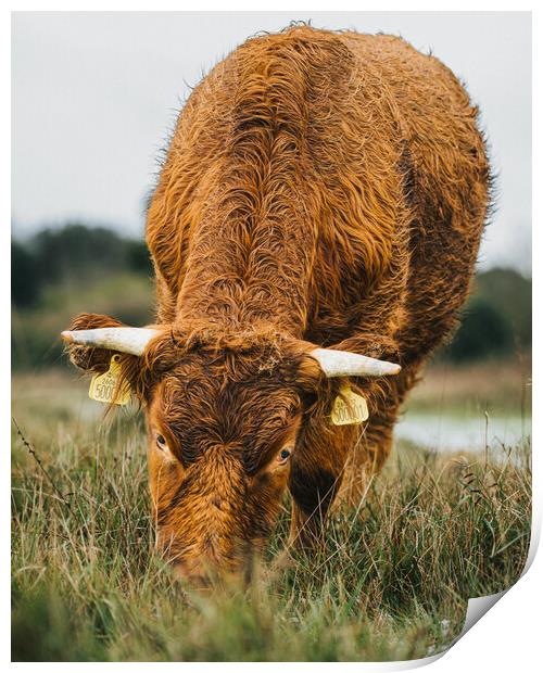 A Brown Cow Grazing  on The Cliffs St Magrets At C Print by Billy McGarry