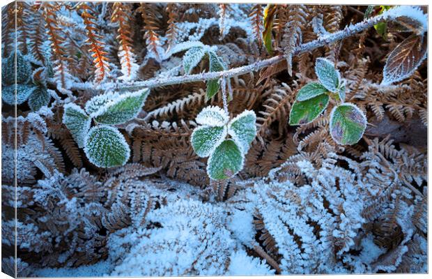 Frost covered vegetation Canvas Print by Leighton Collins