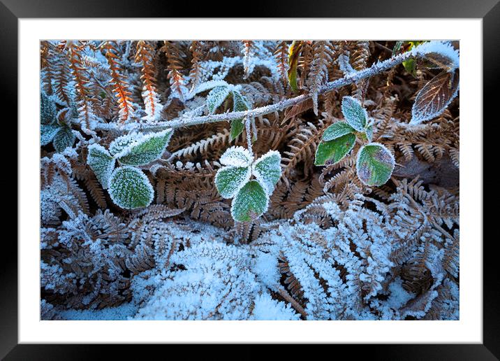 Frost covered vegetation Framed Mounted Print by Leighton Collins