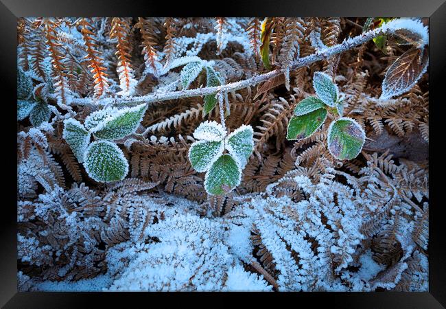Frost covered vegetation Framed Print by Leighton Collins