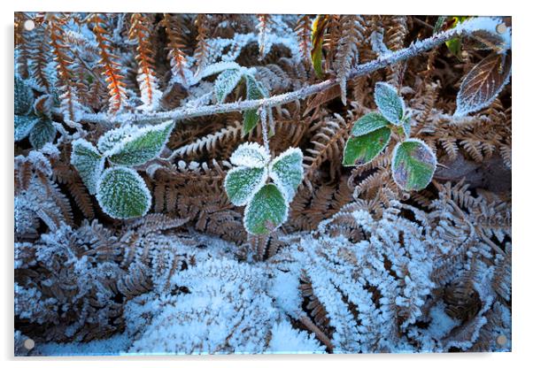 Frost covered vegetation Acrylic by Leighton Collins