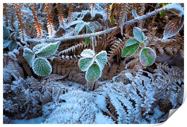 Frost covered vegetation Print by Leighton Collins