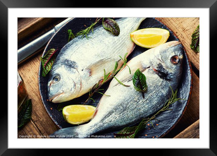 Appetizing fresh gilthead fish Framed Mounted Print by Mykola Lunov Mykola