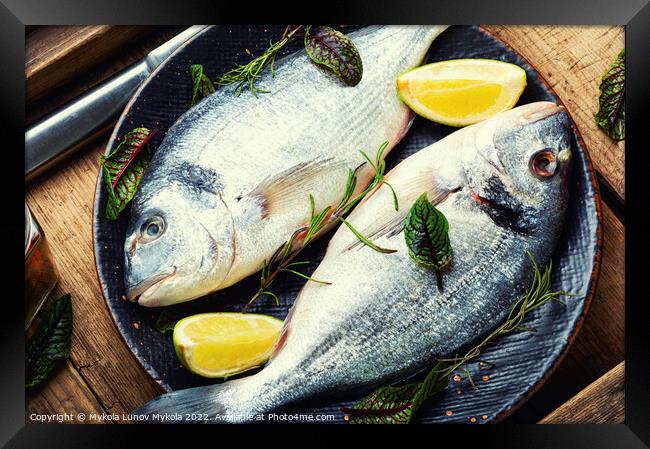 Appetizing fresh gilthead fish Framed Print by Mykola Lunov Mykola