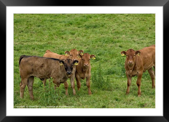 Young Brown Calves Wearing Double Identification Ear Tags Standing in a Field. Framed Mounted Print by Steve Gill