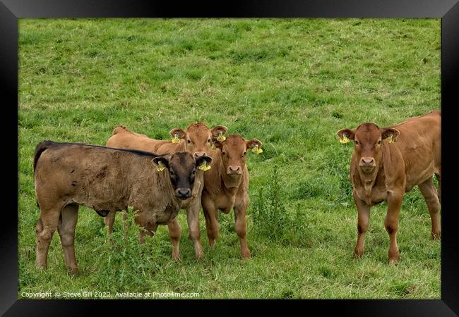 Young Brown Calves Wearing Double Identification Ear Tags Standing in a Field. Framed Print by Steve Gill