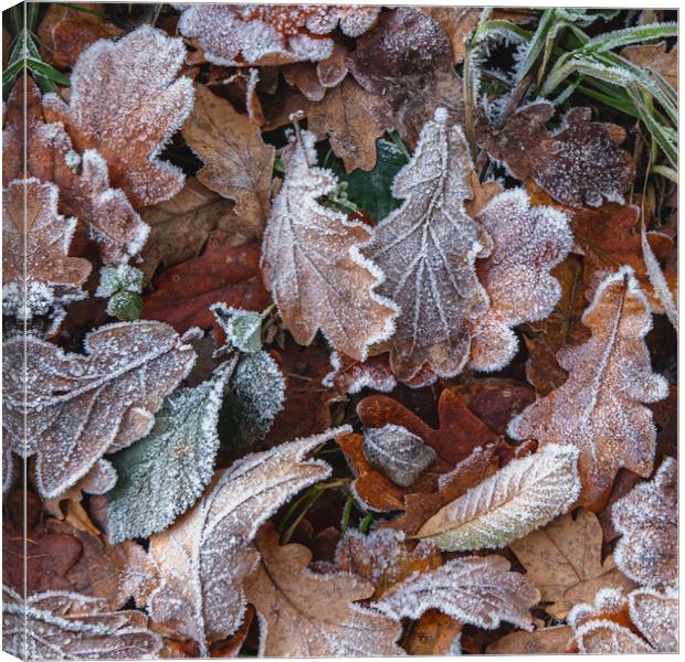 Frosty Leaves Canvas Print by Mark Jones