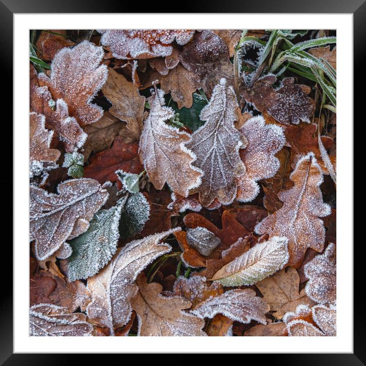 Frosty Leaves Framed Mounted Print by Mark Jones