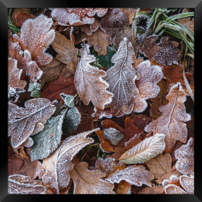 Frosty Leaves Framed Print by Mark Jones