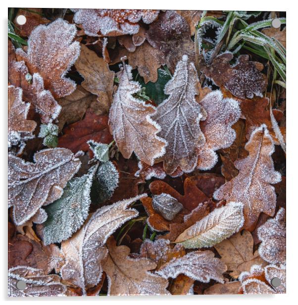 Frosty Leaves Acrylic by Mark Jones