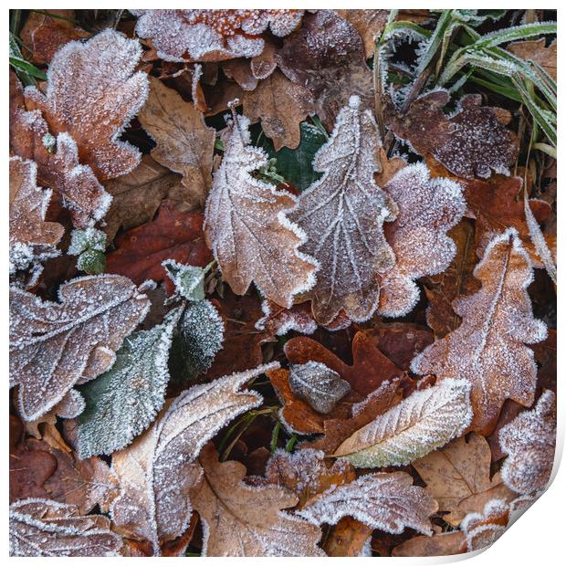 Frosty Leaves Print by Mark Jones