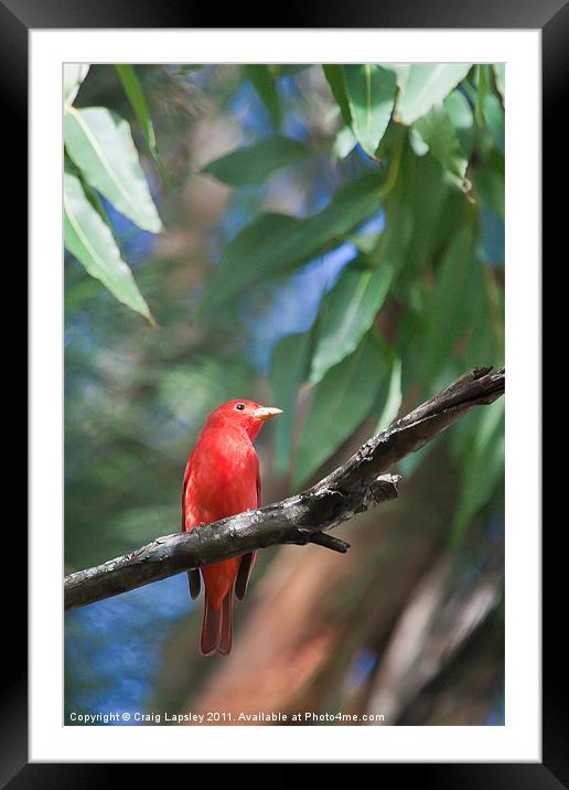 Red Summer Tanager Framed Mounted Print by Craig Lapsley