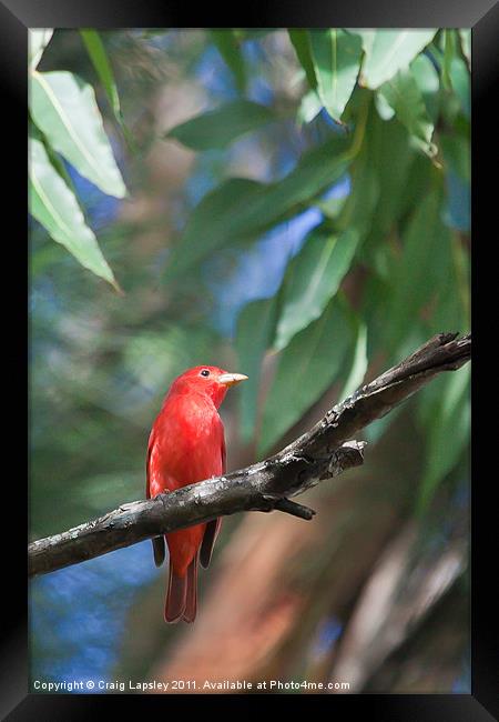 Red Summer Tanager Framed Print by Craig Lapsley