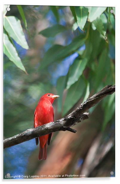 Red Summer Tanager Acrylic by Craig Lapsley