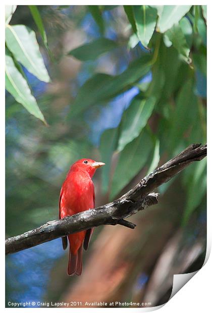Red Summer Tanager Print by Craig Lapsley