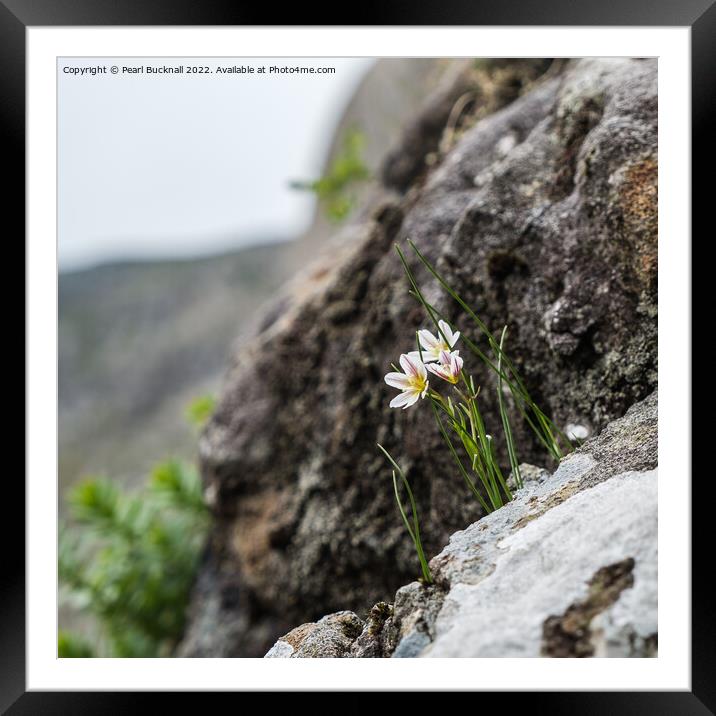 Snowdon Lily Flowers Framed Mounted Print by Pearl Bucknall
