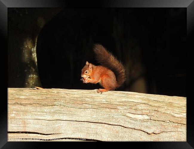 Red Squirrel on top of large log Framed Print by Joan Rosie