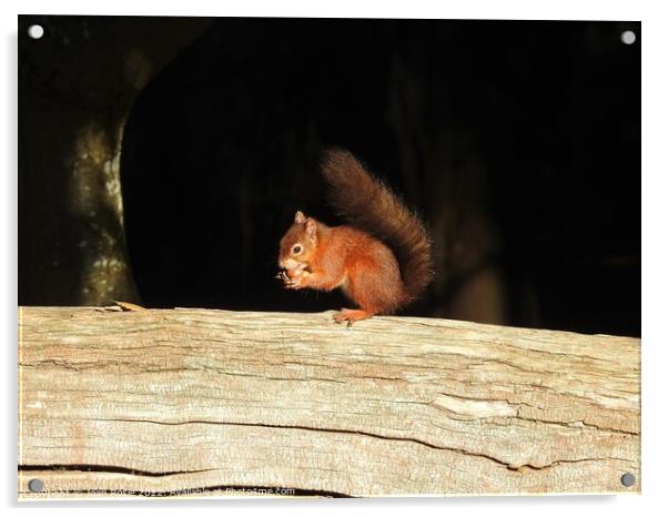Red Squirrel on top of large log Acrylic by Joan Rosie