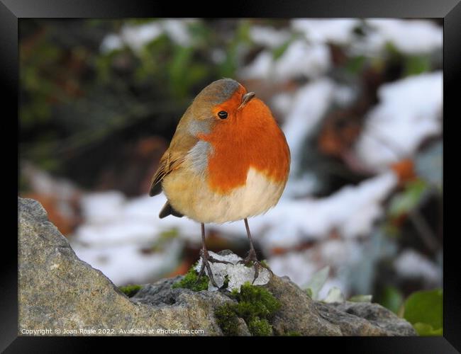 Robin standing on patch of ice on top of a rock Framed Print by Joan Rosie