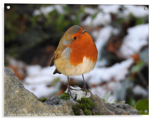 Robin standing on patch of ice on top of a rock Acrylic by Joan Rosie